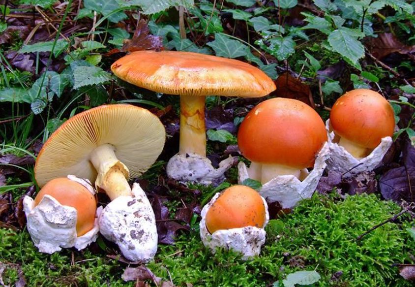 $Enjoy edible fly agaric