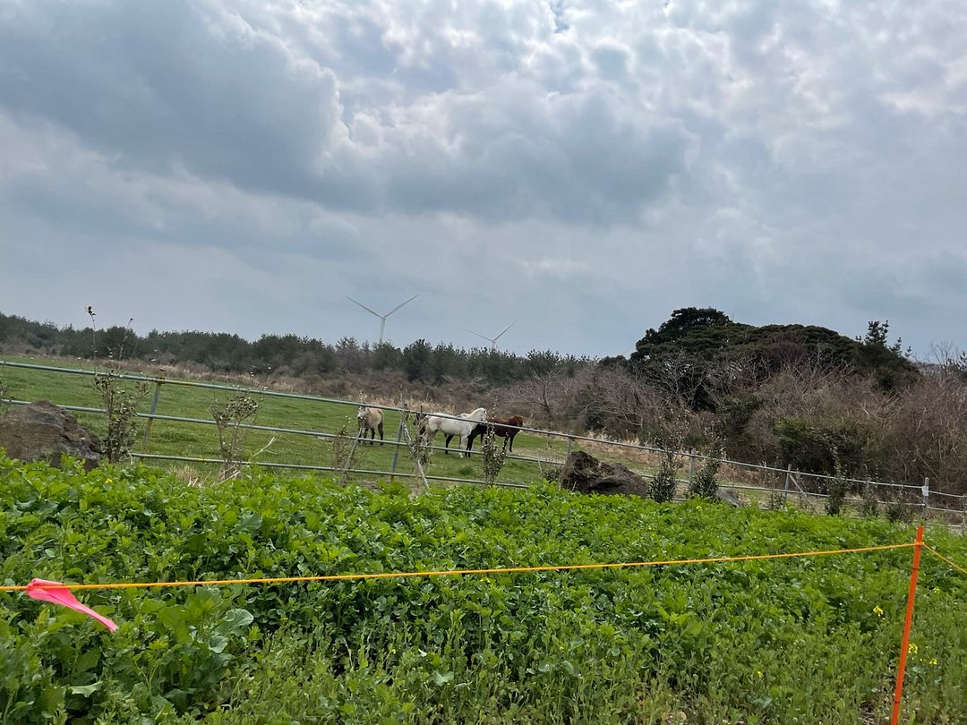 제주도말