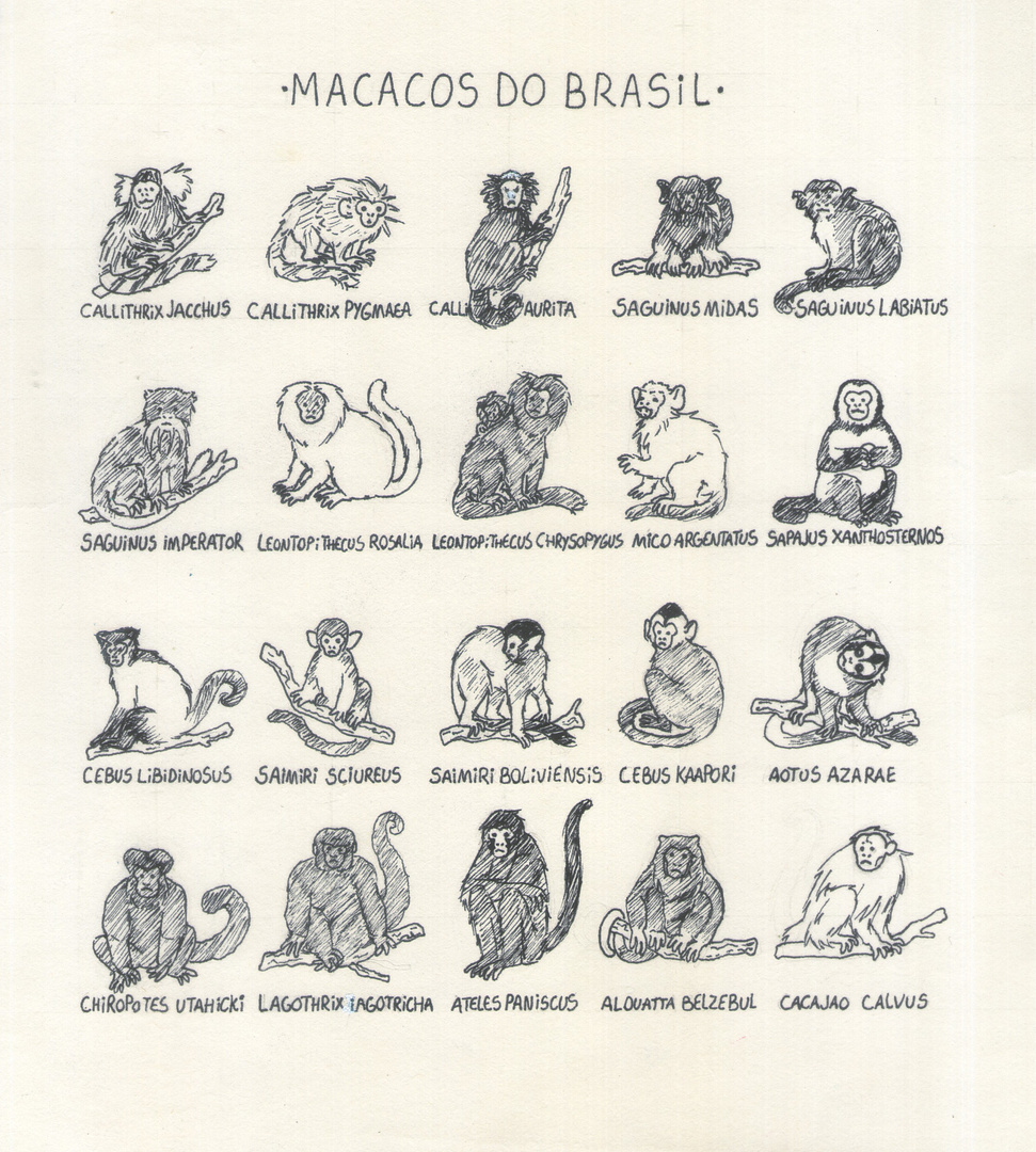 monkeys from Brasil