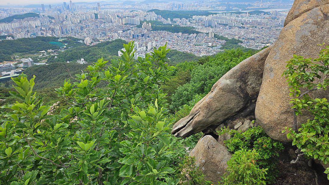 Sea creatures appear in the mountains!  240525 Gwanaksan Mountain, Seoul