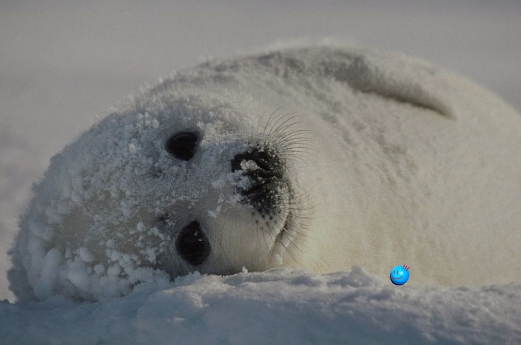 Harp seal_4