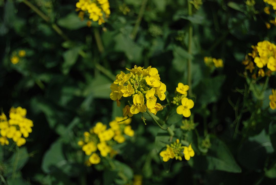 Rapeseed field