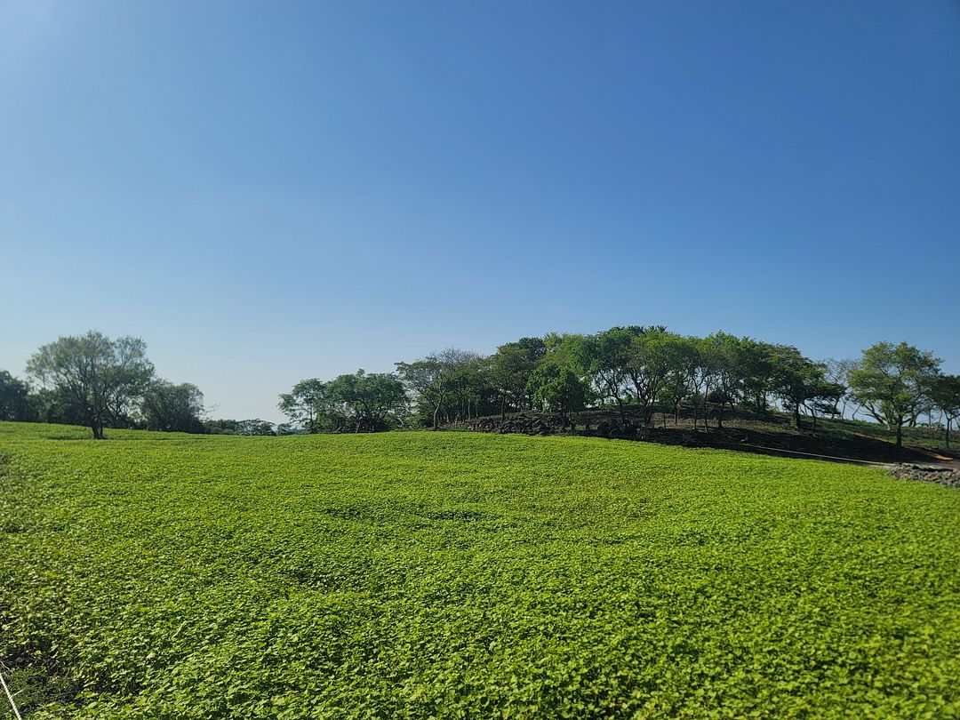 Buckwheat field