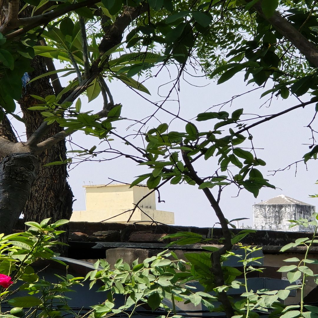 Tree hotel