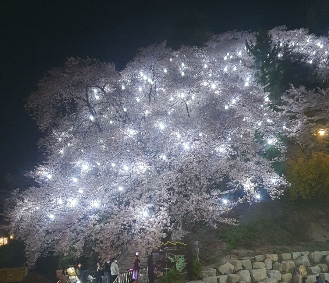 Cherry Blossom Night View