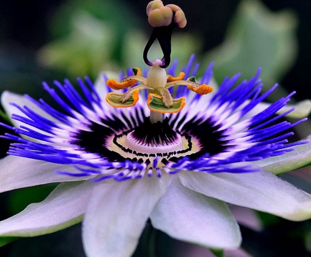 Passiflora incfrnata