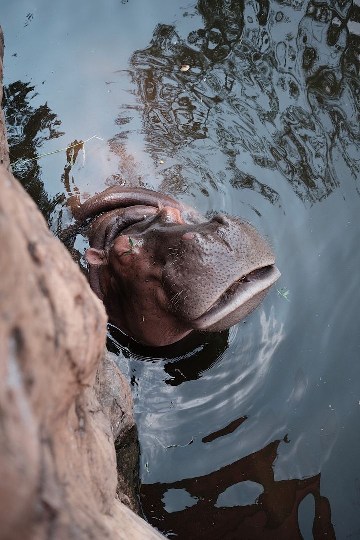 Hippopotamus