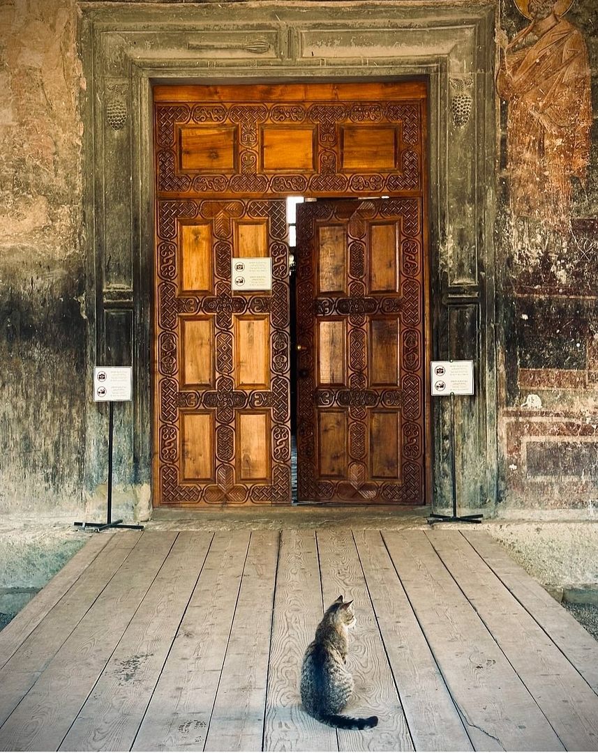 A cat in front of a big gate