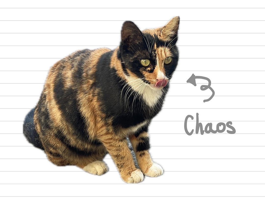 Cat_Chaos_41