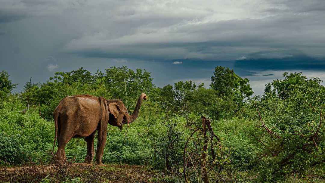 Elephant is having fun