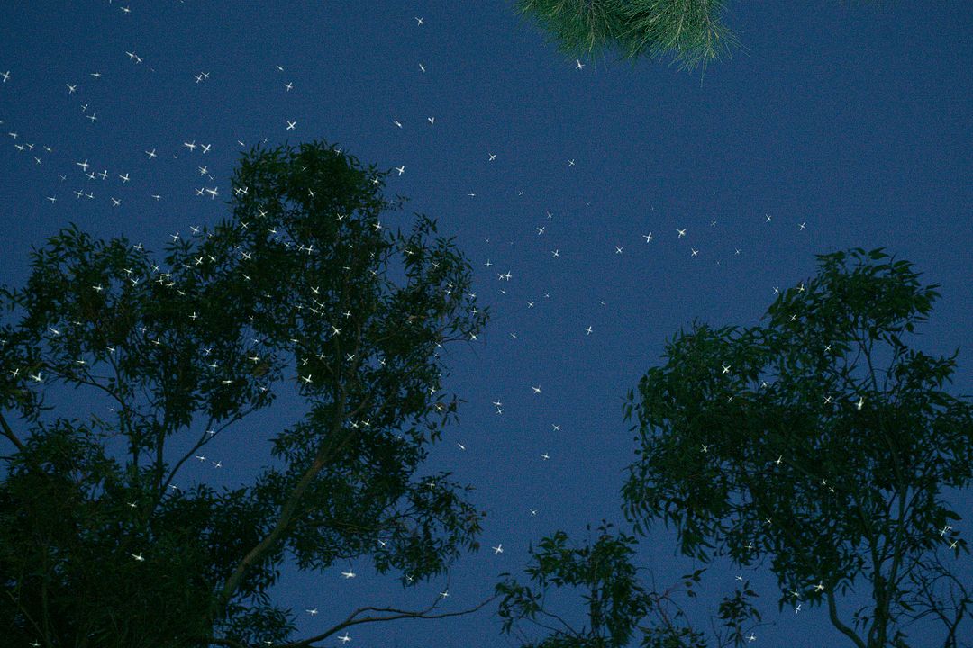 Canopy Picture with Bugs