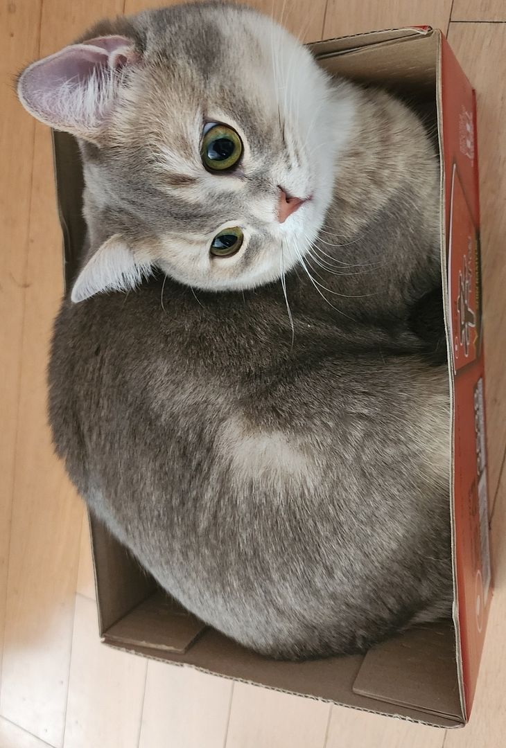 zora cat in a box