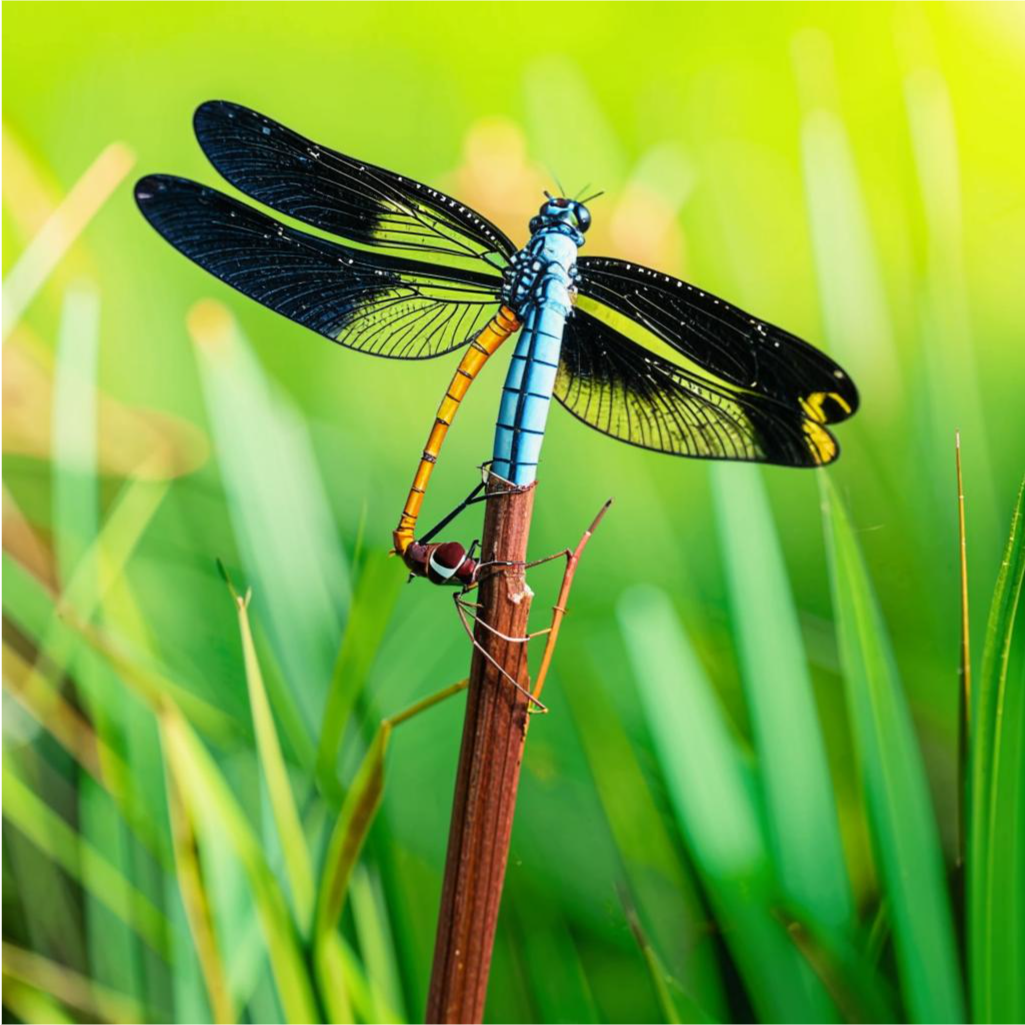 dragonfly