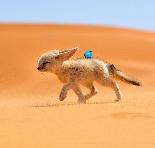 Fennec fox 5