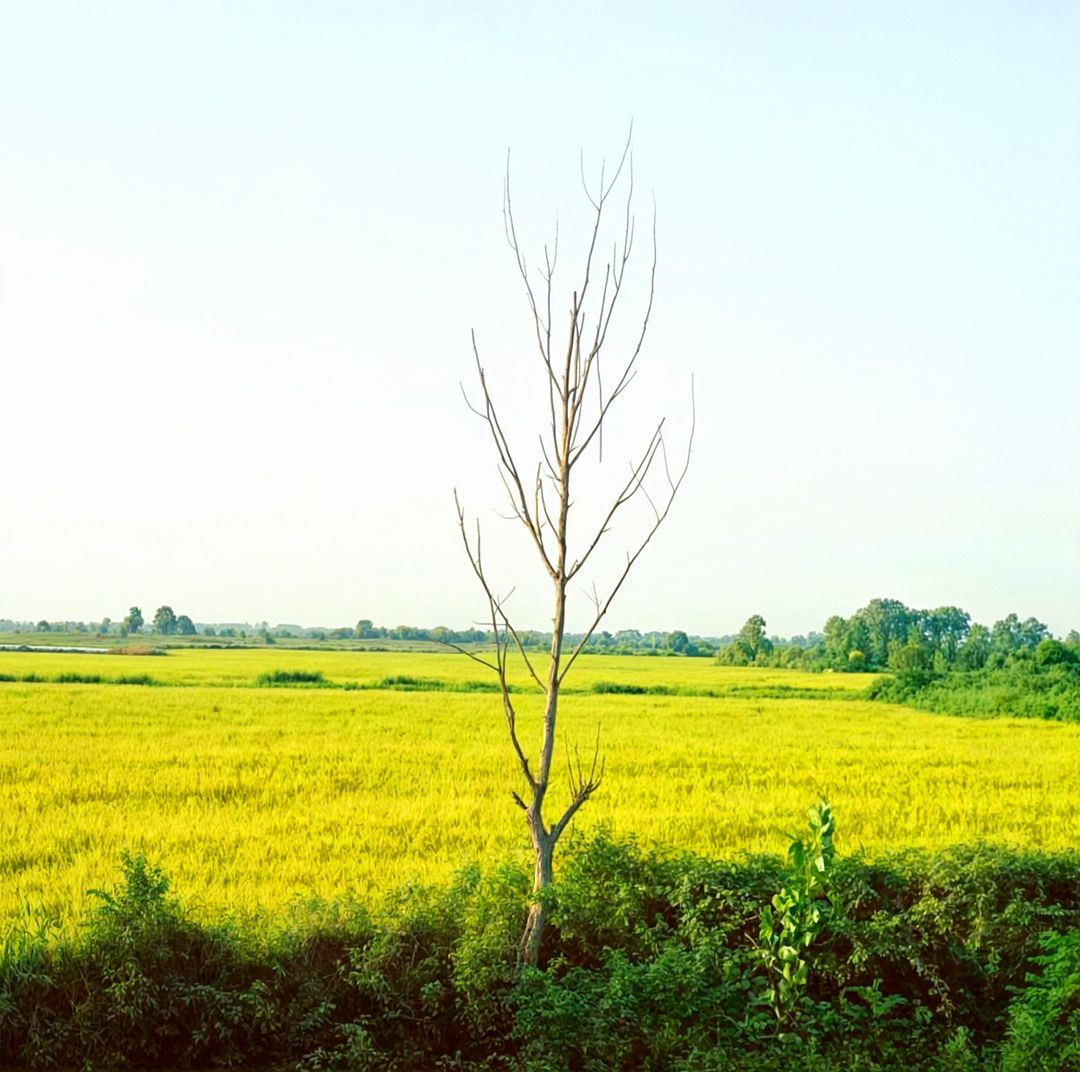 A lone tree