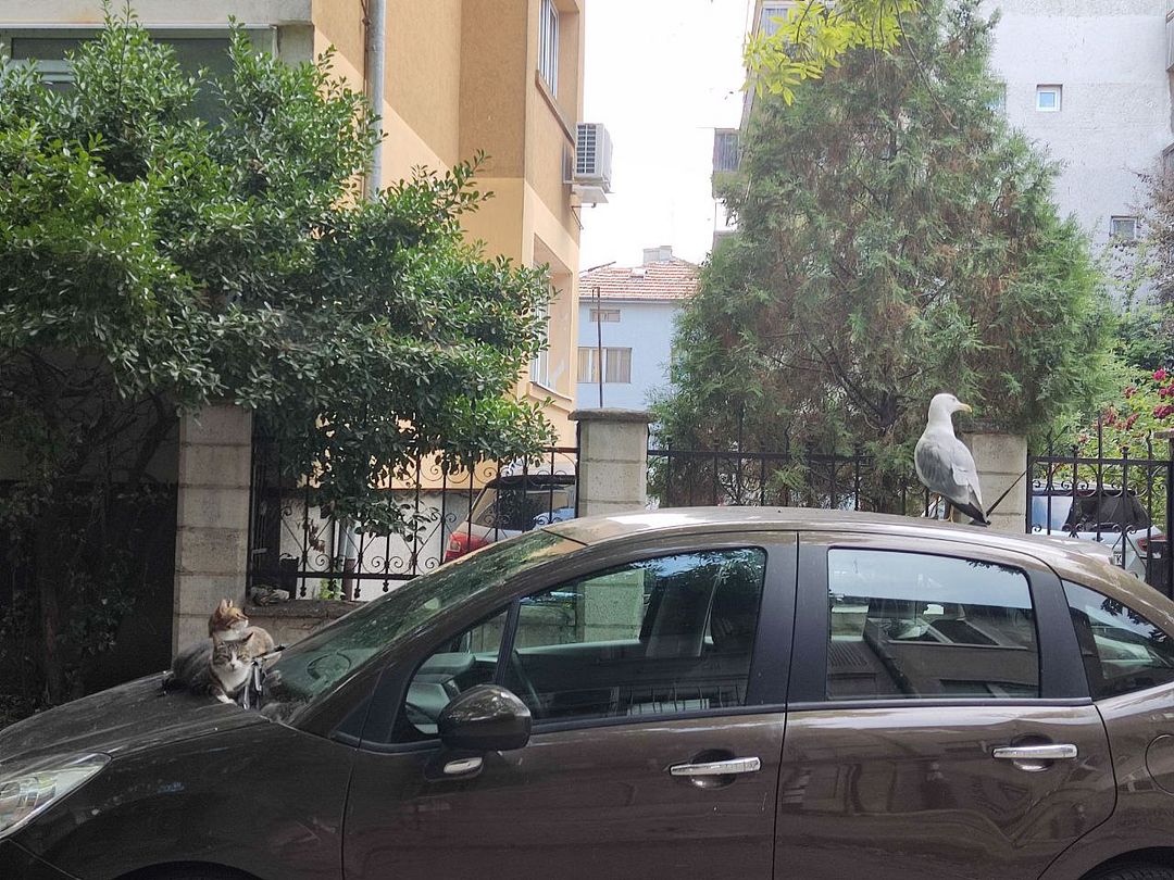 cats and seagull