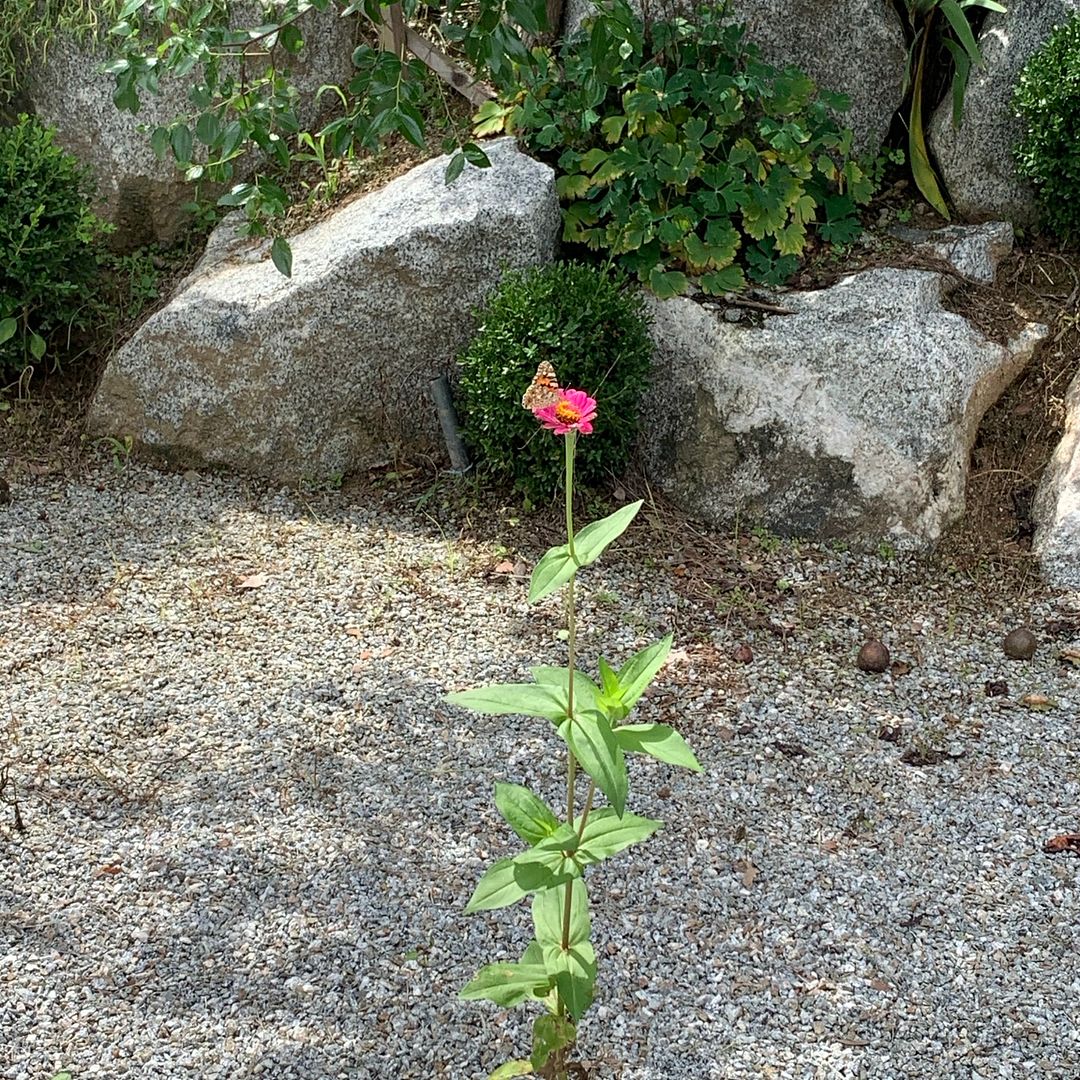 A single flower with butterfly