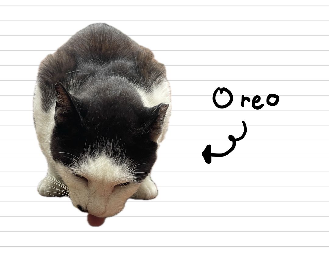 Cat_Oreo_6