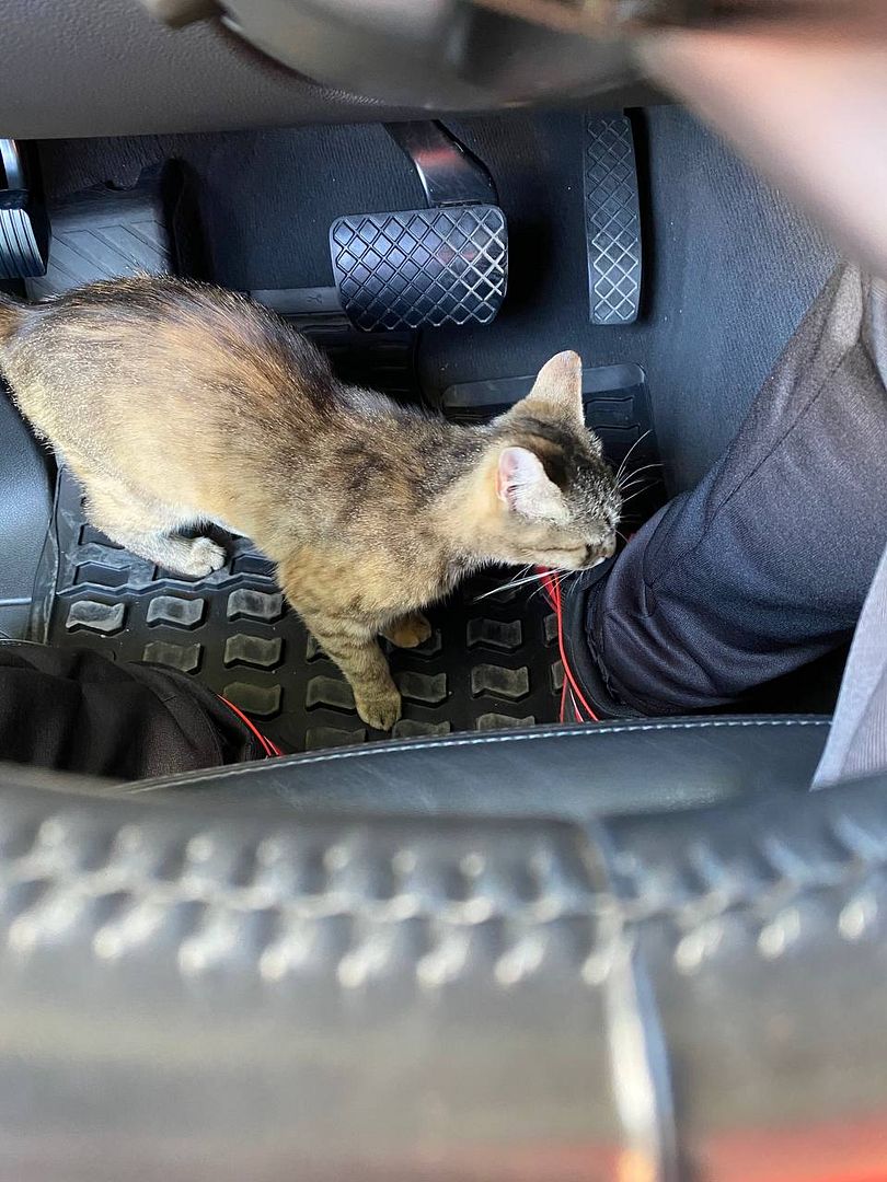 Cat in a car