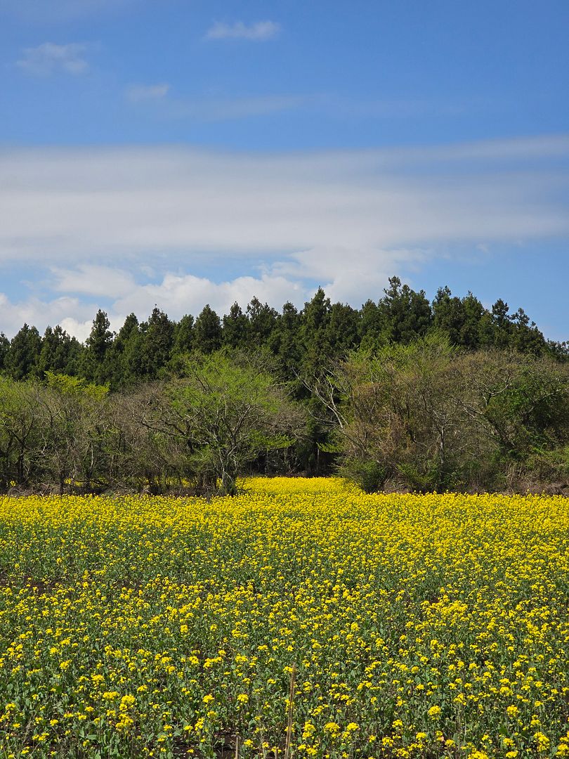 Canola in Jeju