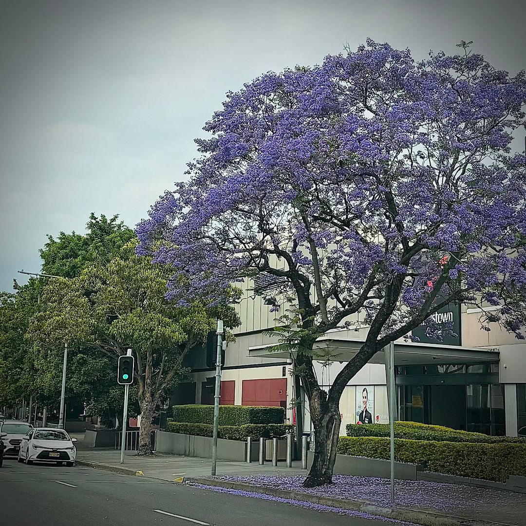 Jacaranda Tree