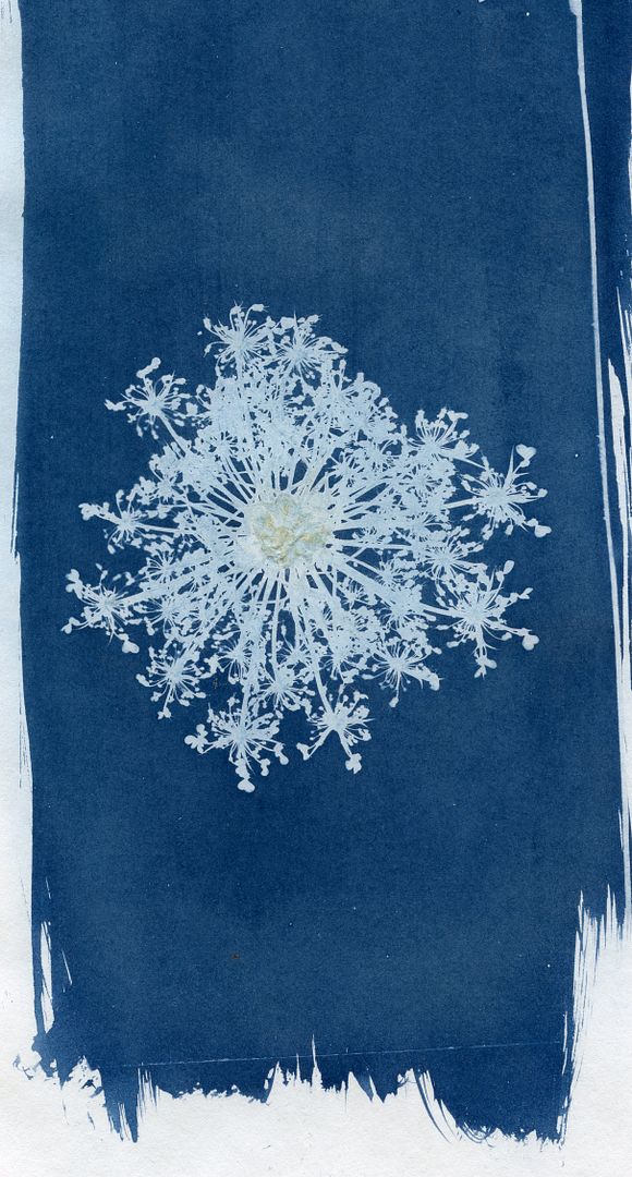 Carrot Flower Blue Print