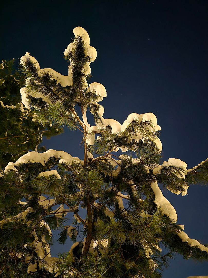 pine tree with snow