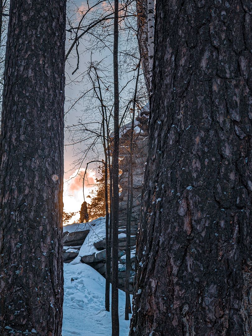 Snow forest