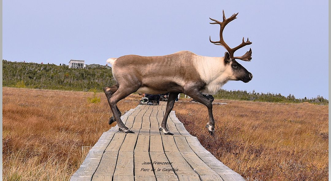 The Canadian Caribou