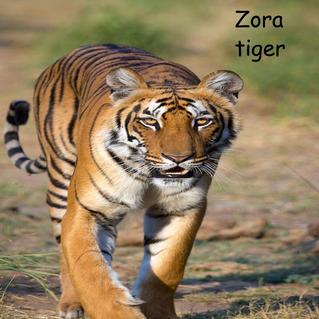 Tiger