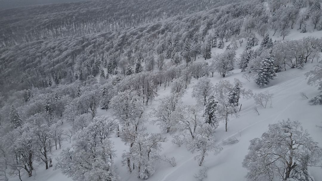 snow tree