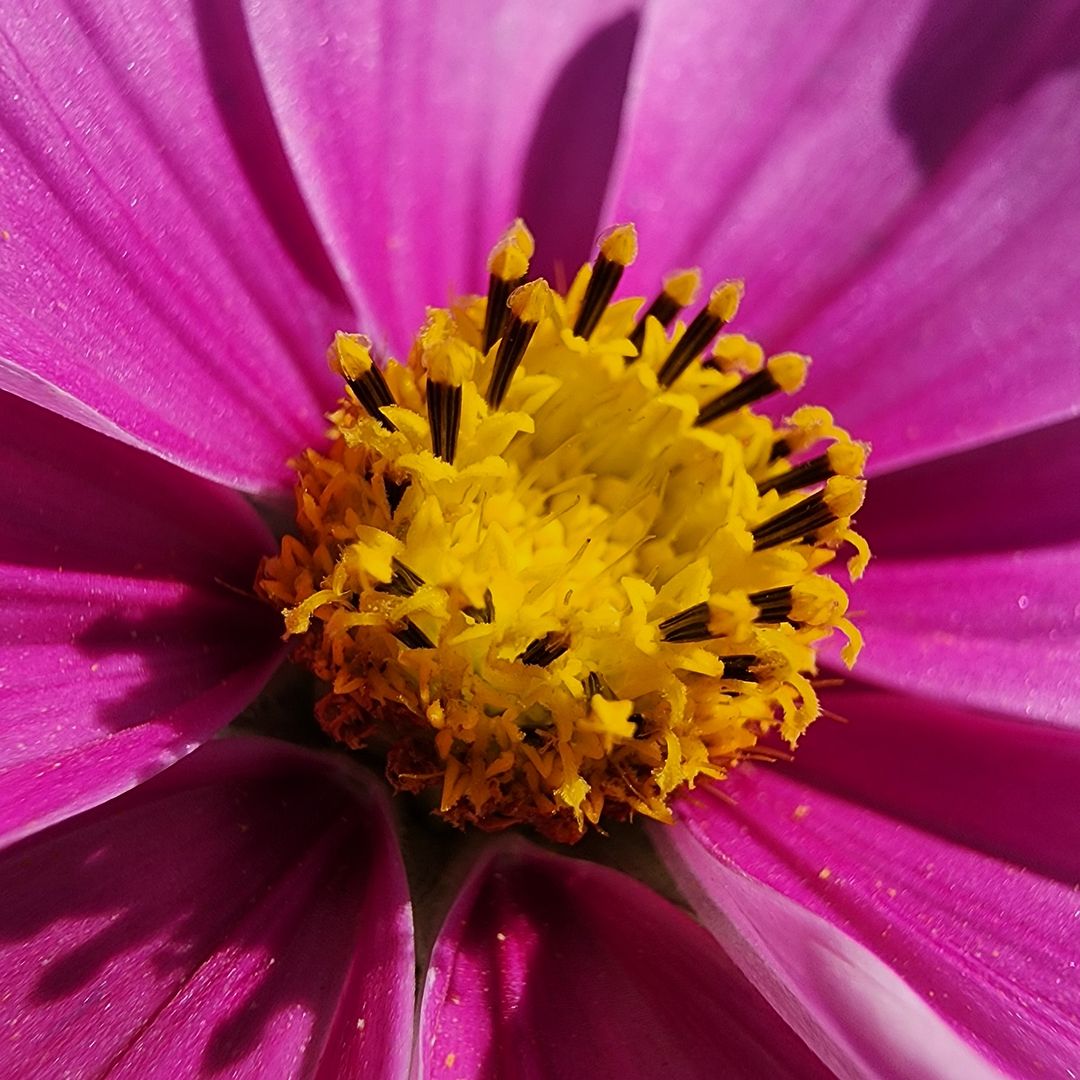 a close-up flower