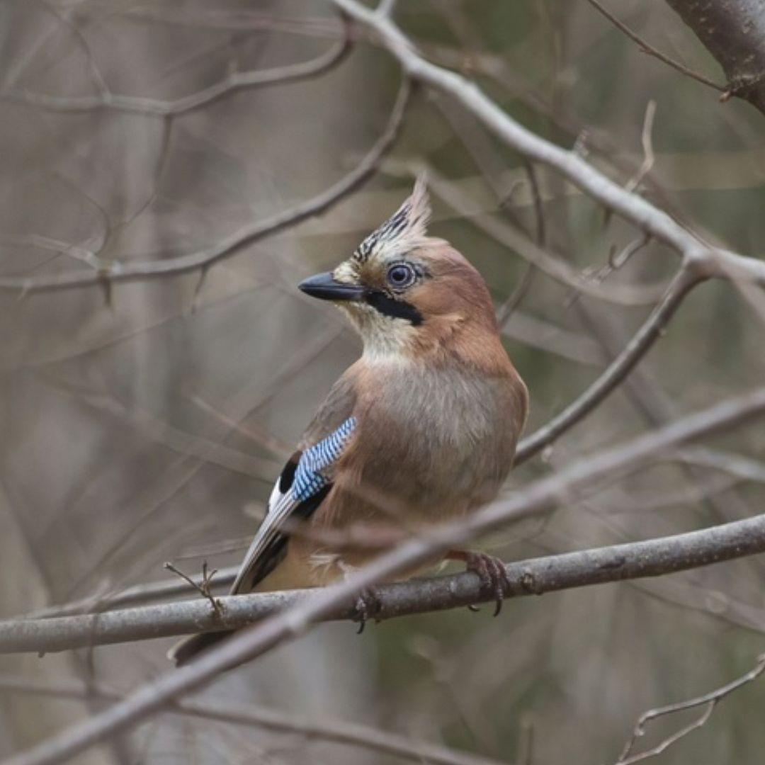 Jay in the forest