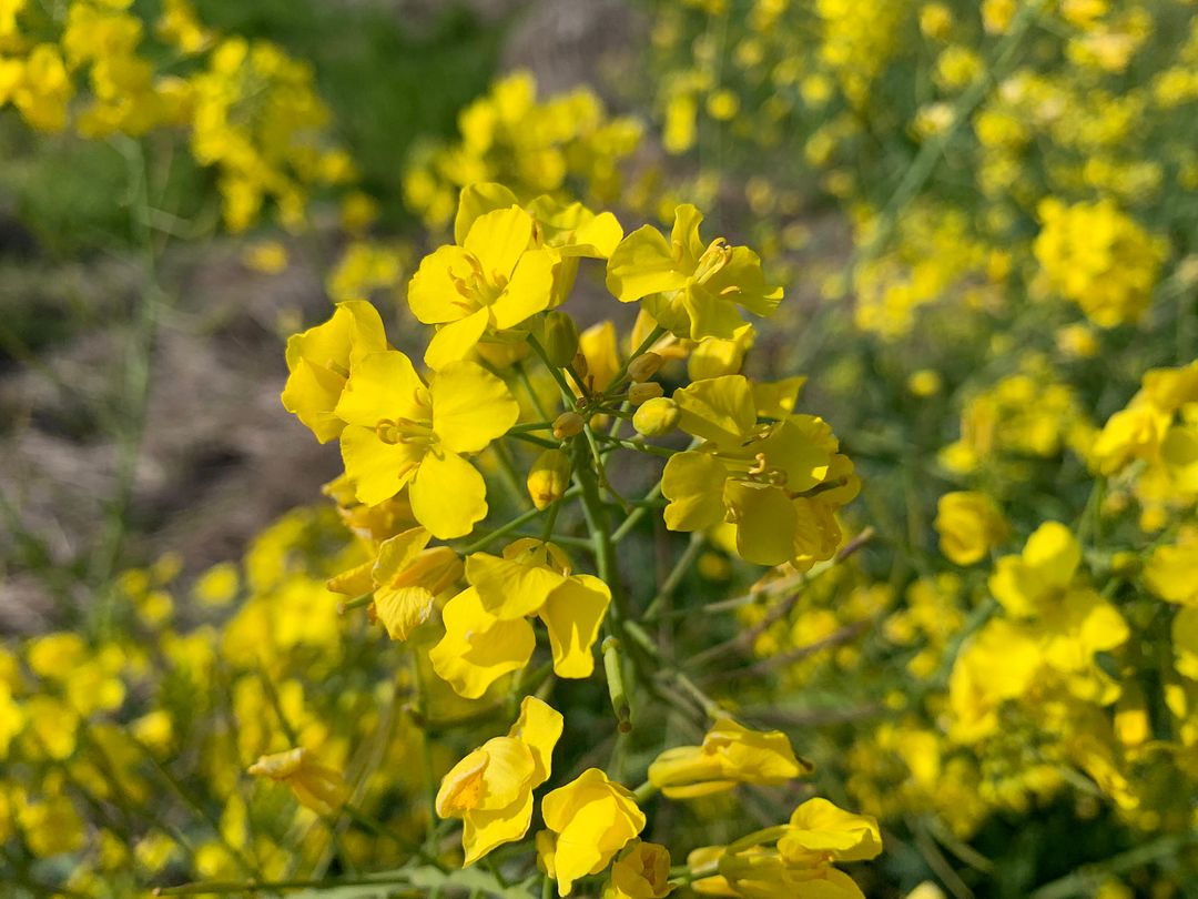 canola in jeju island