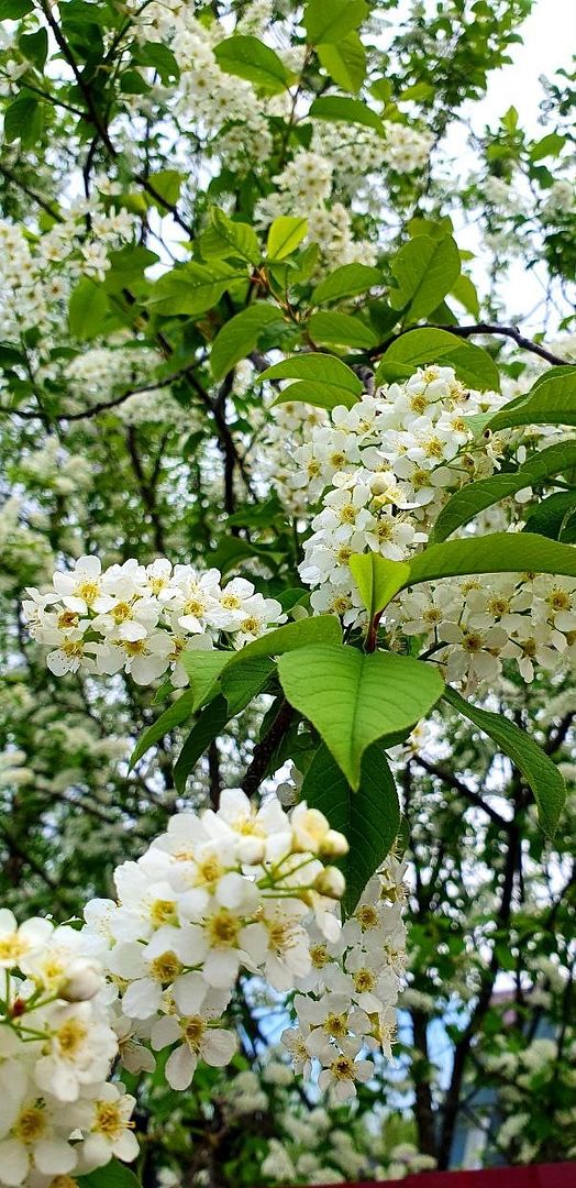 The cherry blossoms are blooming