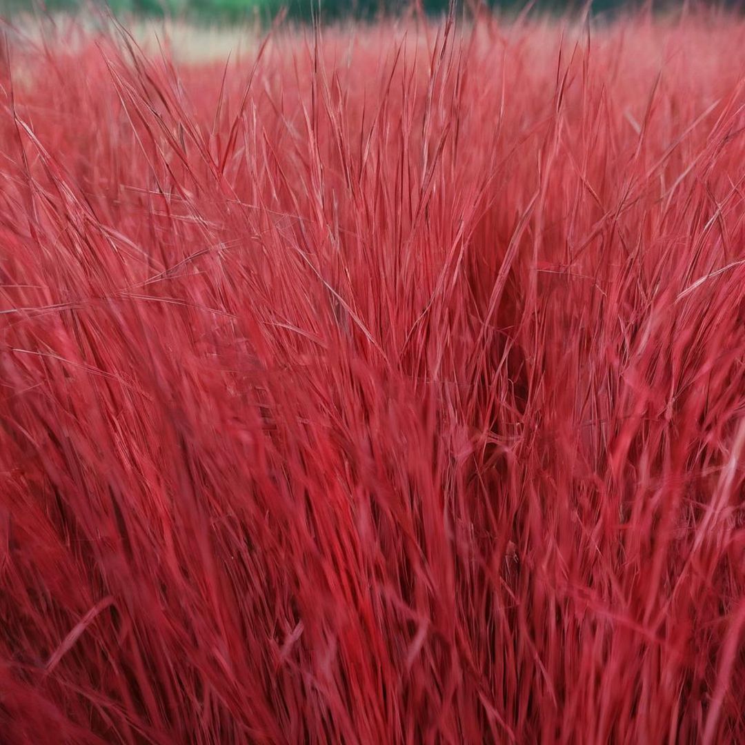 red grass