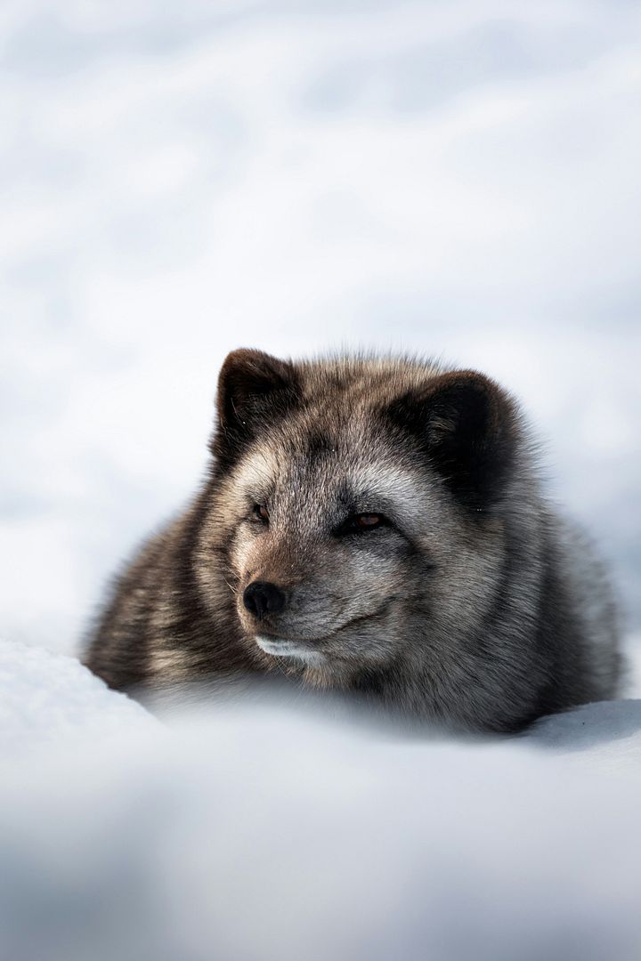 A wolf laying in the snow with its eyes closed