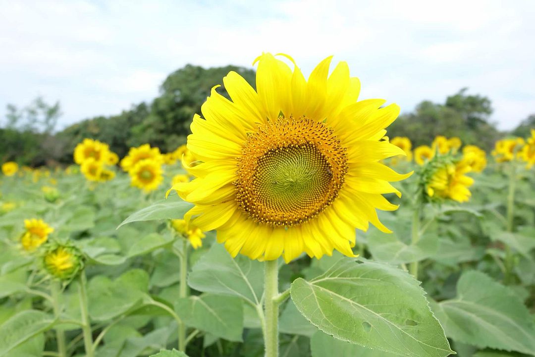 sunflower