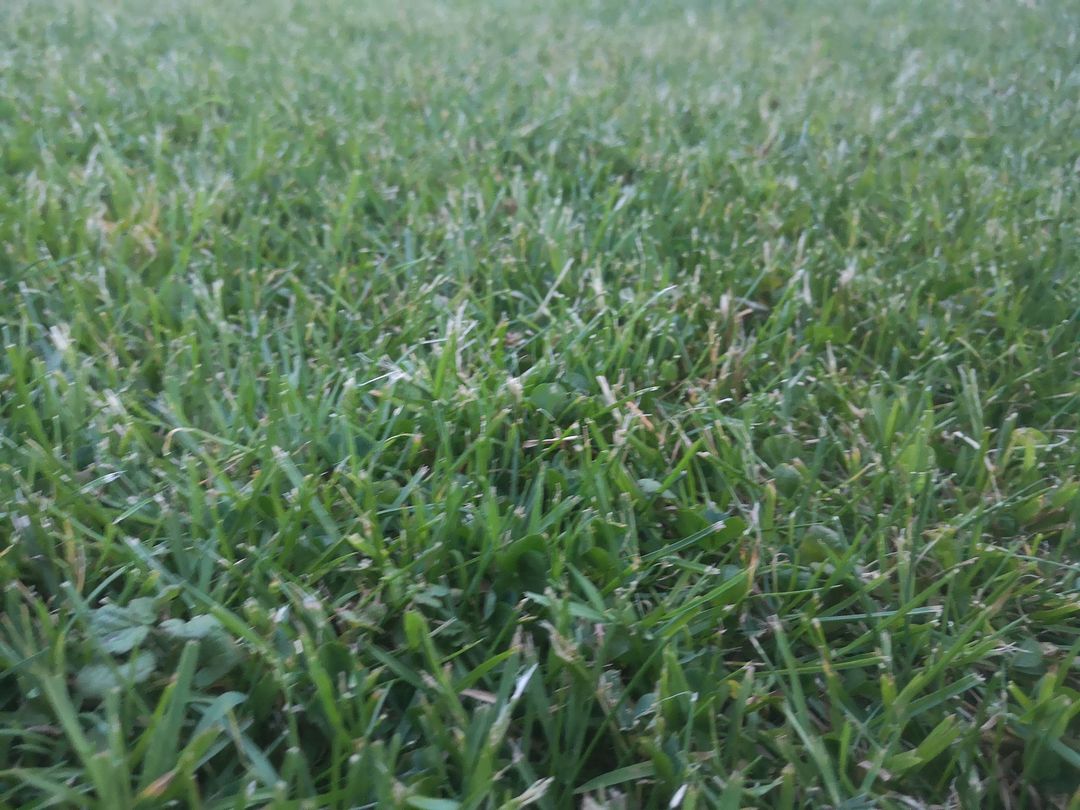 Grass