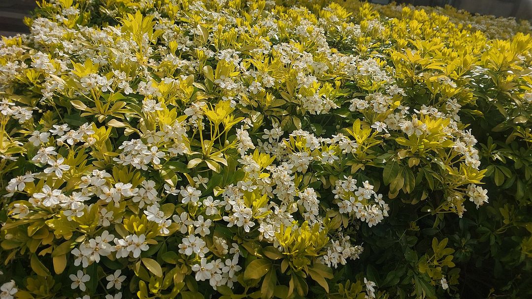 Mint the flowers.