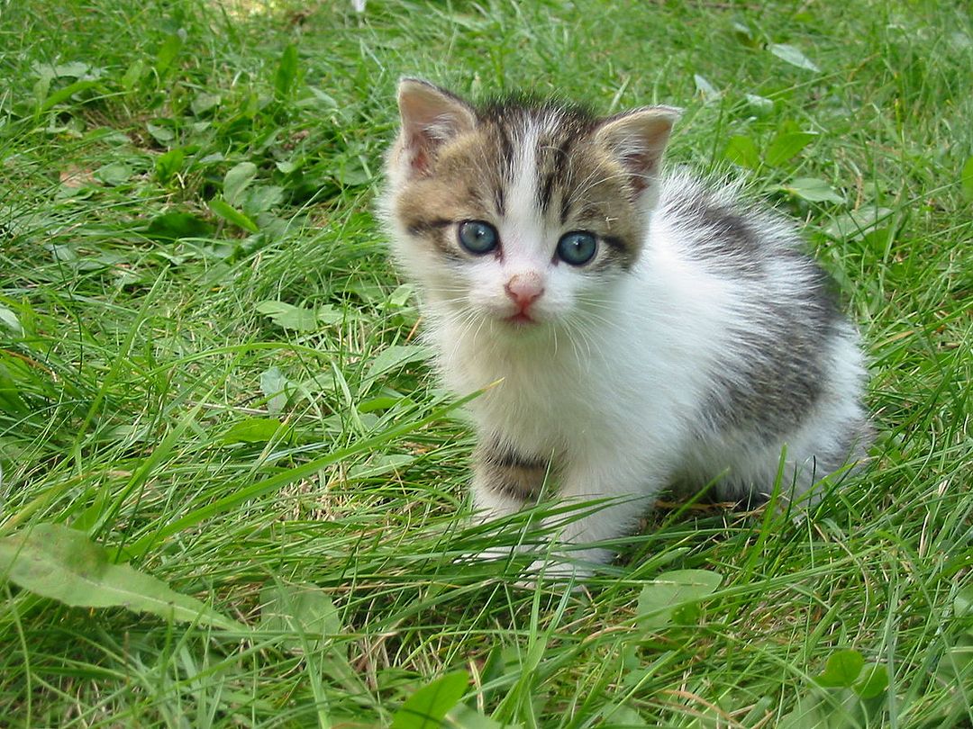 1200px-Stray_kitten_Rambo002