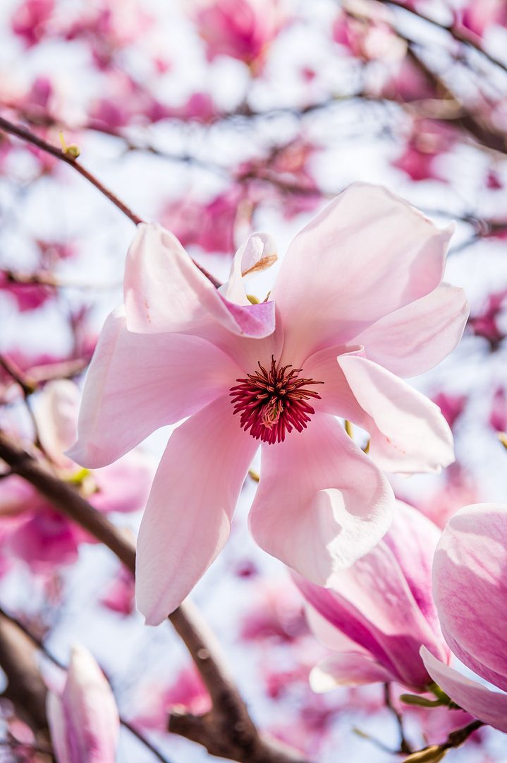 magnolia blossom