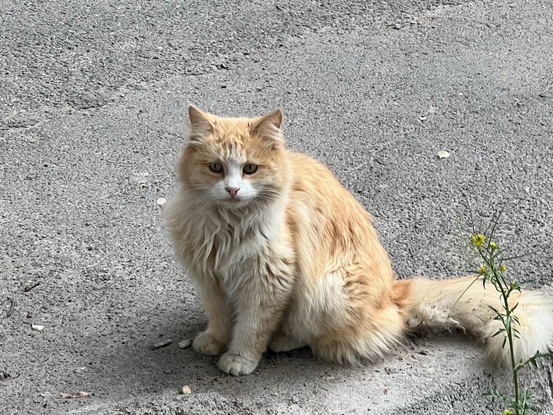 Beautiful street cat