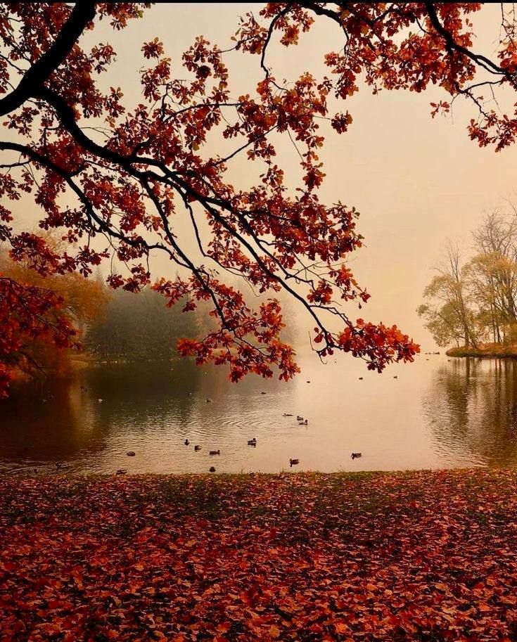 autumn lake🍂