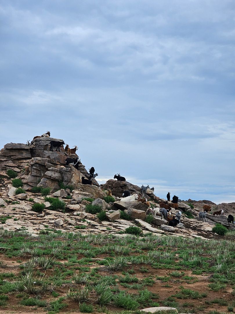 In mongolia