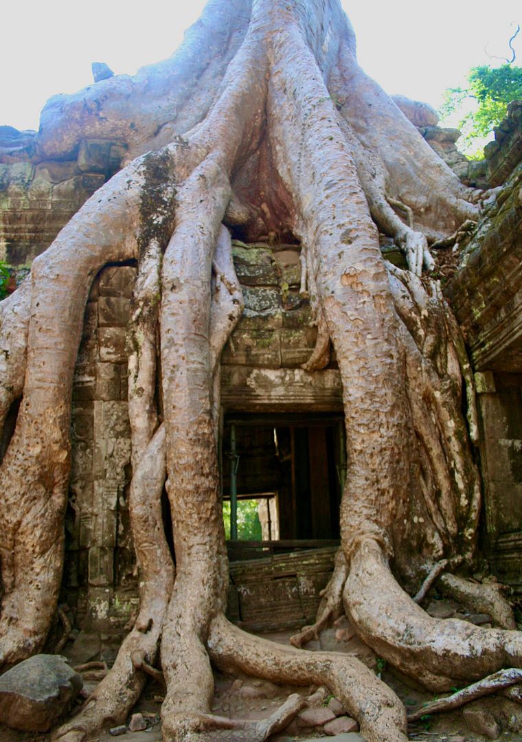 Ta Prohm, Siem Reap, Cambodia #04