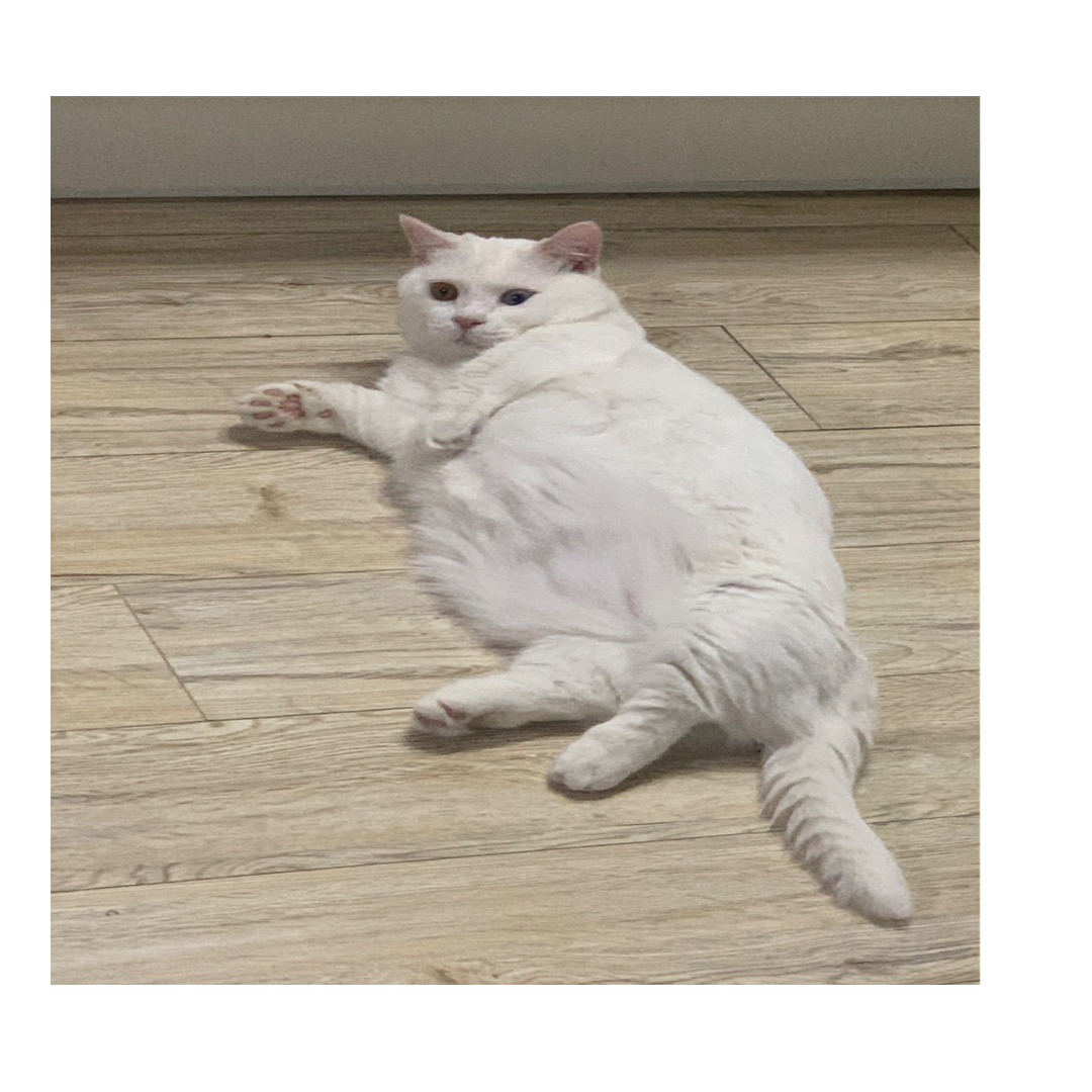 Fat cat