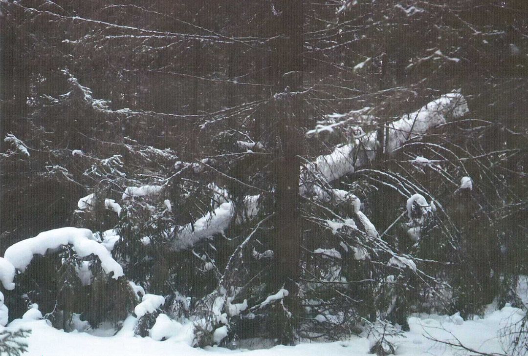 Black Forest, Winter 2015