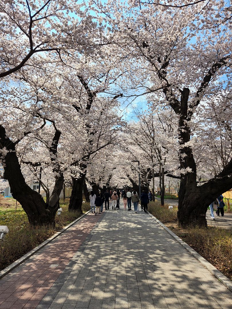 cherry blossoms :)