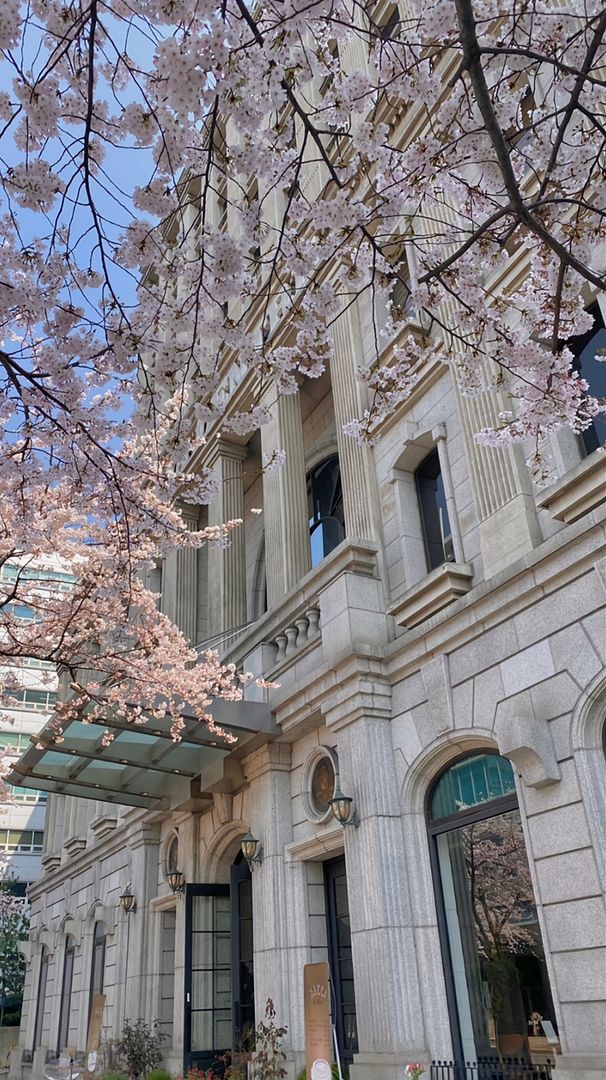 Teheran-ro cherry blossoms